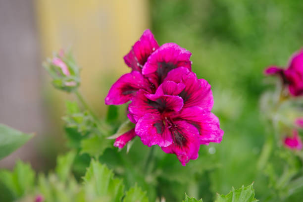 istock Pink Pelargonium grandiflorum flower 829714000