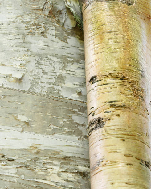 istock birch bark scroll peeling from trunk of large birch tree 829719304