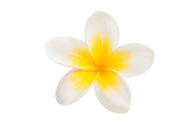 istock frangipani flower isolated 829719566