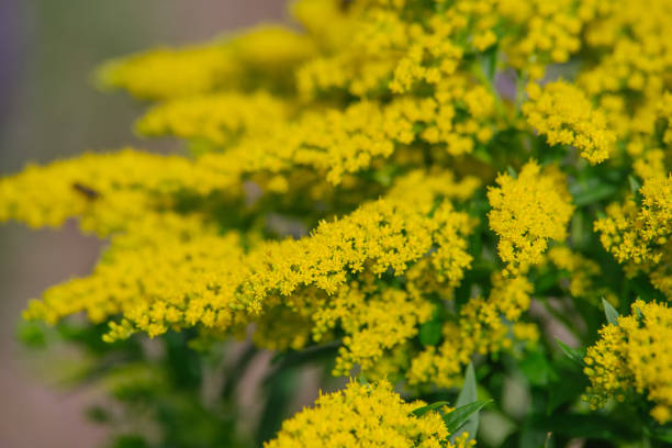 istock Yellow Solidago virgaurea flower 829721142