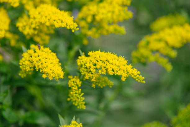 istock Yellow Solidago virgaurea flower 829721868
