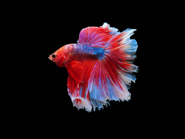 istock Betta fish, siamese fighting fish, betta splendens isolated on black background with clipping path 829724124