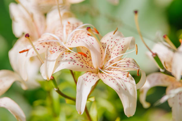 istock light pink hemerocallis flower 829726324