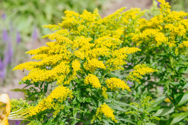 istock Yellow Solidago virgaurea flower 829726902
