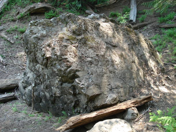 istock A rock lies on the forest floor 829729516