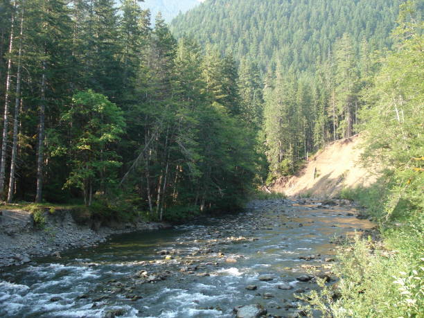 istock Lincoln Creek flowing into Cushman Lake 829733986