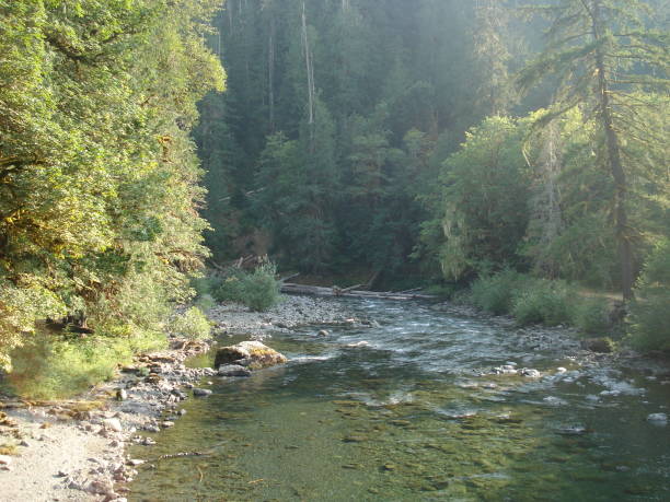 istock Lincoln Creek flowing into Cushman Lake 829734004