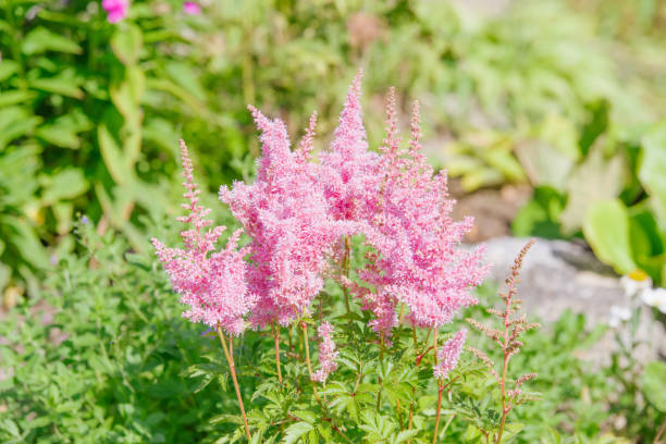 istock Pink astilbe flower 829735918