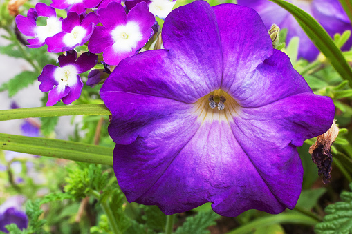 purple petunia flower closeup