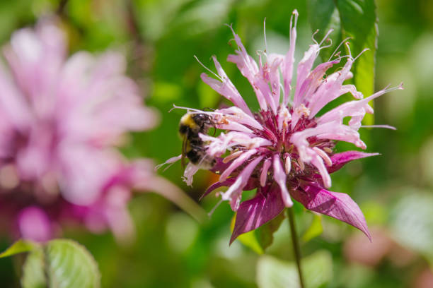 monarda didyme - beebalm photos et images de collection