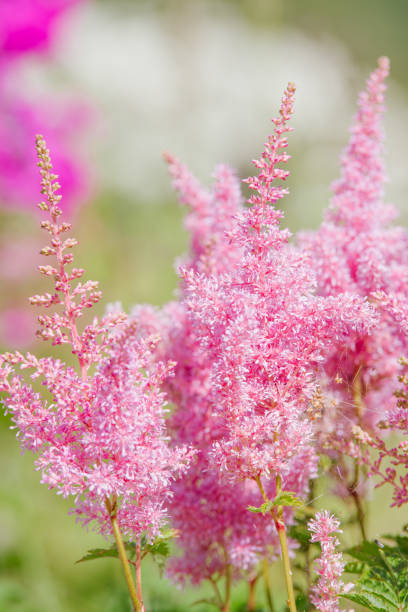 istock Pink astilbe flower 829745998