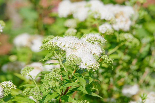 istock white Spiraea japonica 829748754