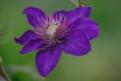 blue Clematis alpina flower blooming