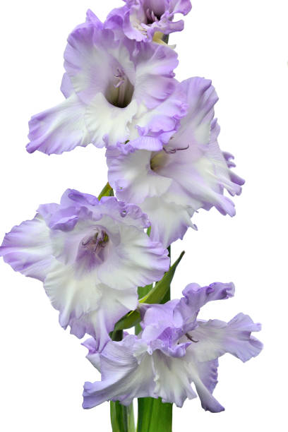 fiore di gladiolo bianco elegante e delicato con bordi lilla - gladiolus close up cut out deep focus foto e immagini stock
