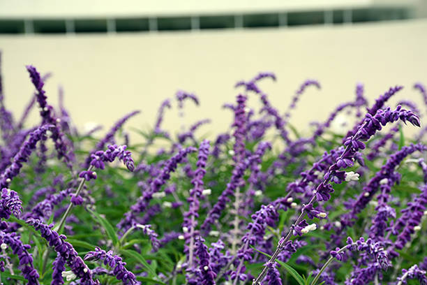 istock Image of Summer Flowers 829749644