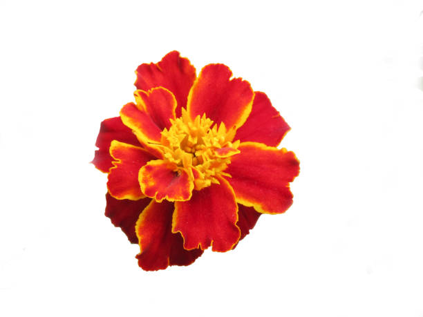 istock Brown with the orange middle  marigold. 829750692