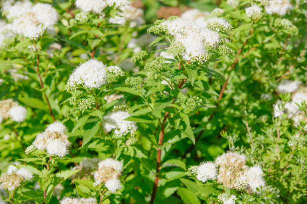 istock white Spiraea japonica 829753550