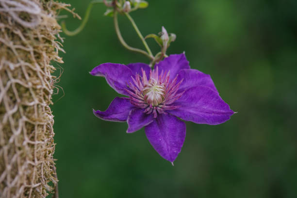 blue Clematis alpina blue Clematis alpina flower blooming clematis alpina stock pictures, royalty-free photos & images
