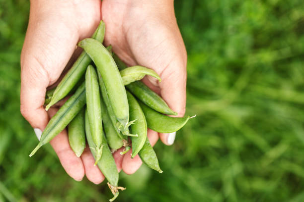 istock fresh green peas in hand 829757472