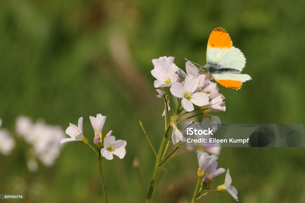 Aurorafalter Butterfly Animal Wildlife Stock Photo