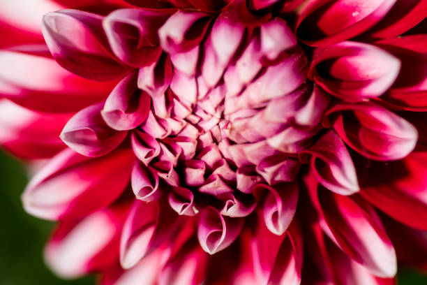 istock macro shot of a colorful flower 829765730