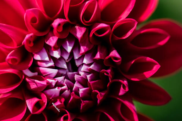 istock macro shot of a colorful flower 829767332