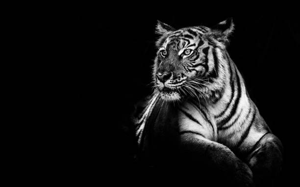 tigre b&w - colore isolato foto e immagini stock