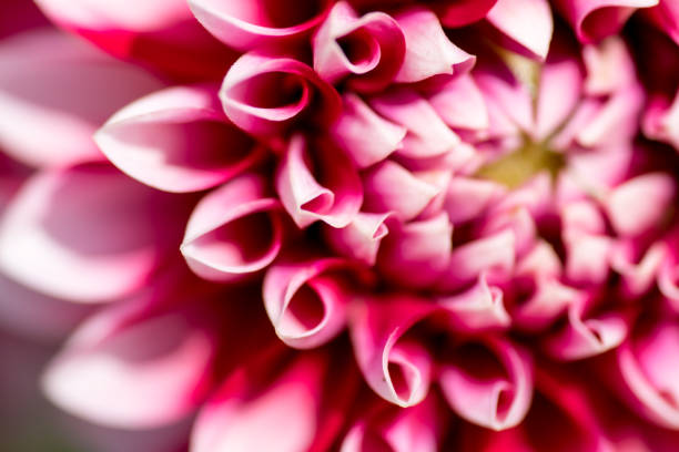 istock macro shot of a colorful flower 829768122