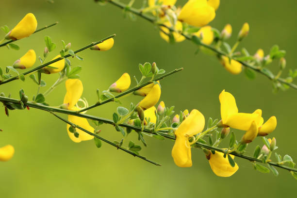 ginsterblüte - blütenpracht ストックフォトと画像