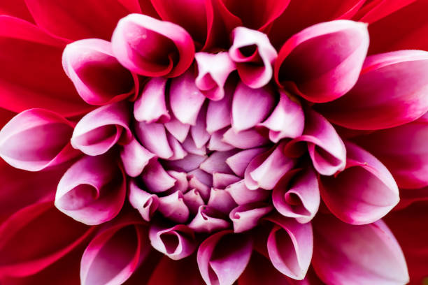 istock macro shot of a colorful flower 829774792