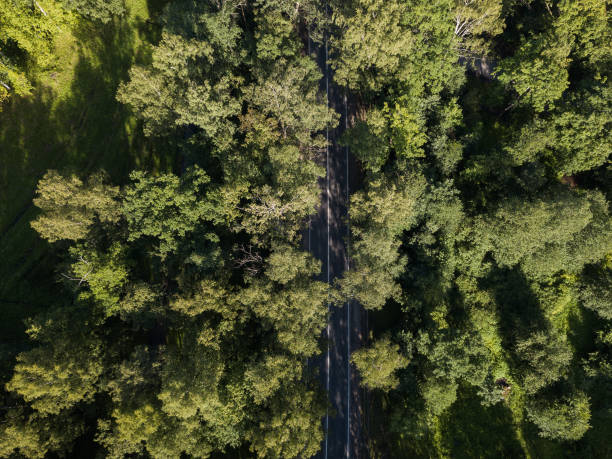 istock Aerial view to the trees in the park 829777678