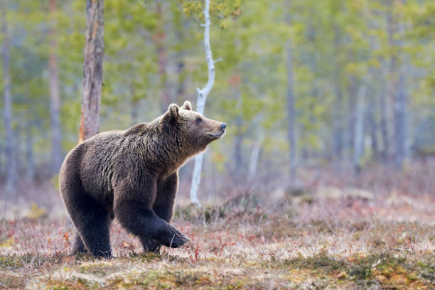 oso pardo en la taiga - bear hunting fotografías e imágenes de stock
