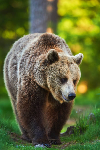 istock brown bear walking in the boreal forest 829778930