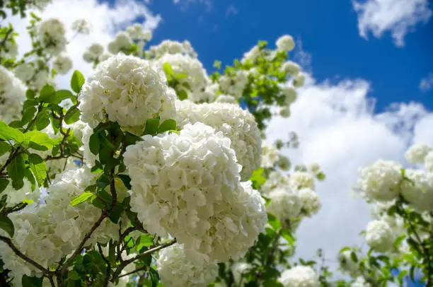 Spectacular foliage and blossoms of a Viburnum, Snowball Hydrangea in full bloom