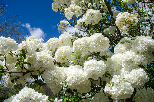 Spectacular foliage and blossoms of a Viburnum, Snowball Hydrangea in full bloom