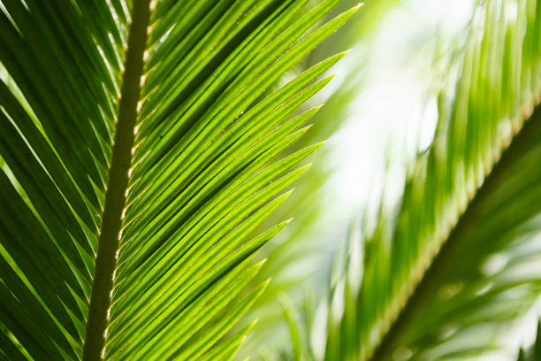 istock Tropical palm tree grow in botanical garden 829786542
