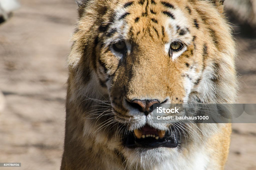 Tiliger Liger Or Tiliger Stock Photo - Download Image Now - Animal, Animal ...
