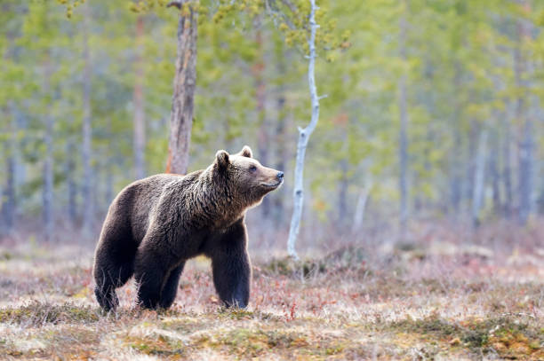 istock Brown bear in the taiga 829788170