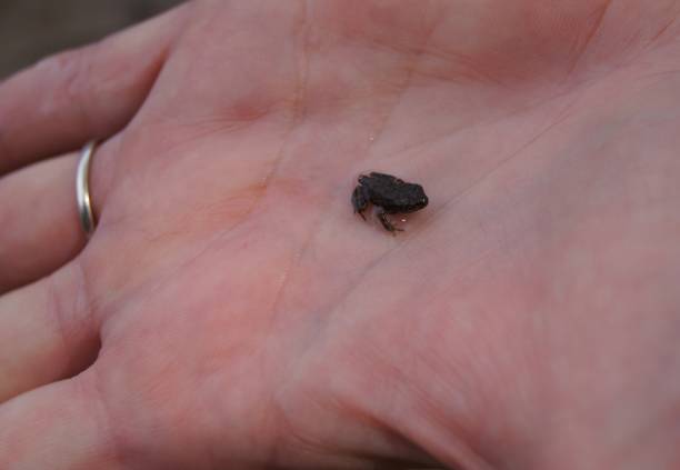 pickerel frog tadpole being held in the palm of a human hand - tadpole frog human hand young animal imagens e fotografias de stock