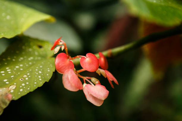 istock Exotical botanical garden plants in greenhouse 829797836