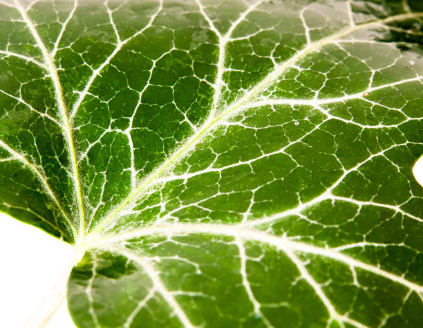 istock birch tree leaf texture pattern green up close with water dew droplets Betula pendula 829797956