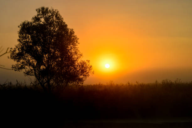 istock Photo with a summer sunrise and a tree 829812220