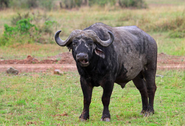 istock Lone Cape Buffalo standing looking at camera 829816394