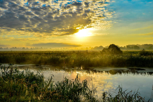 istock Photo with a summer sunrise and a tree 829822754