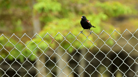 Redwing Blackbird Sitting on a Metal Fence