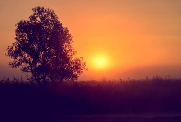 istock Photo with a summer sunrise and a tree 829829270