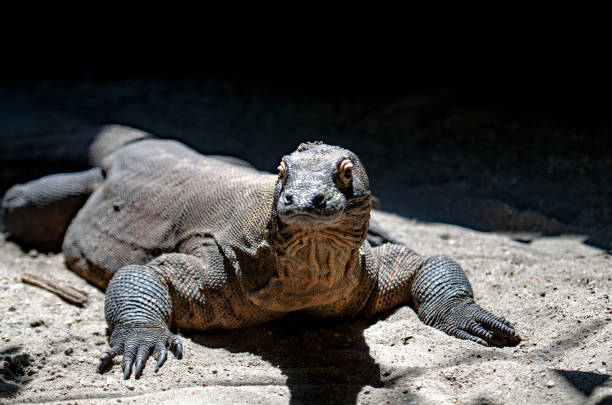 istock Animal Pictures 829833748