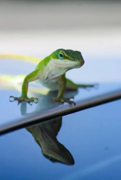 Photo of Carolina Green Anole Lizard and Reflection