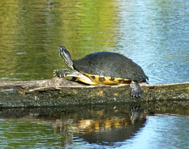 istock Florida Red-bellied Cooter (Pseudemys nelsoni) 829845046