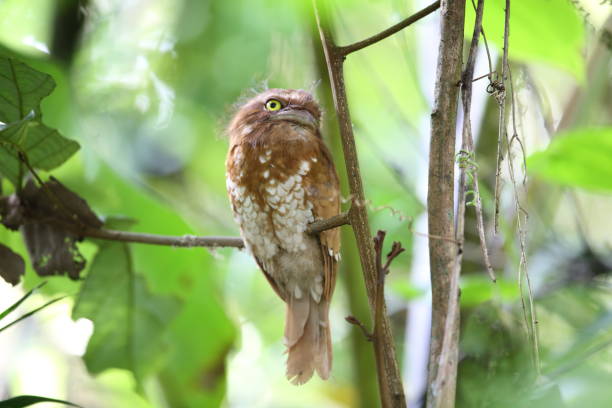 istock Short-tailed frogmouth or Sumatran frogmouth 829860468